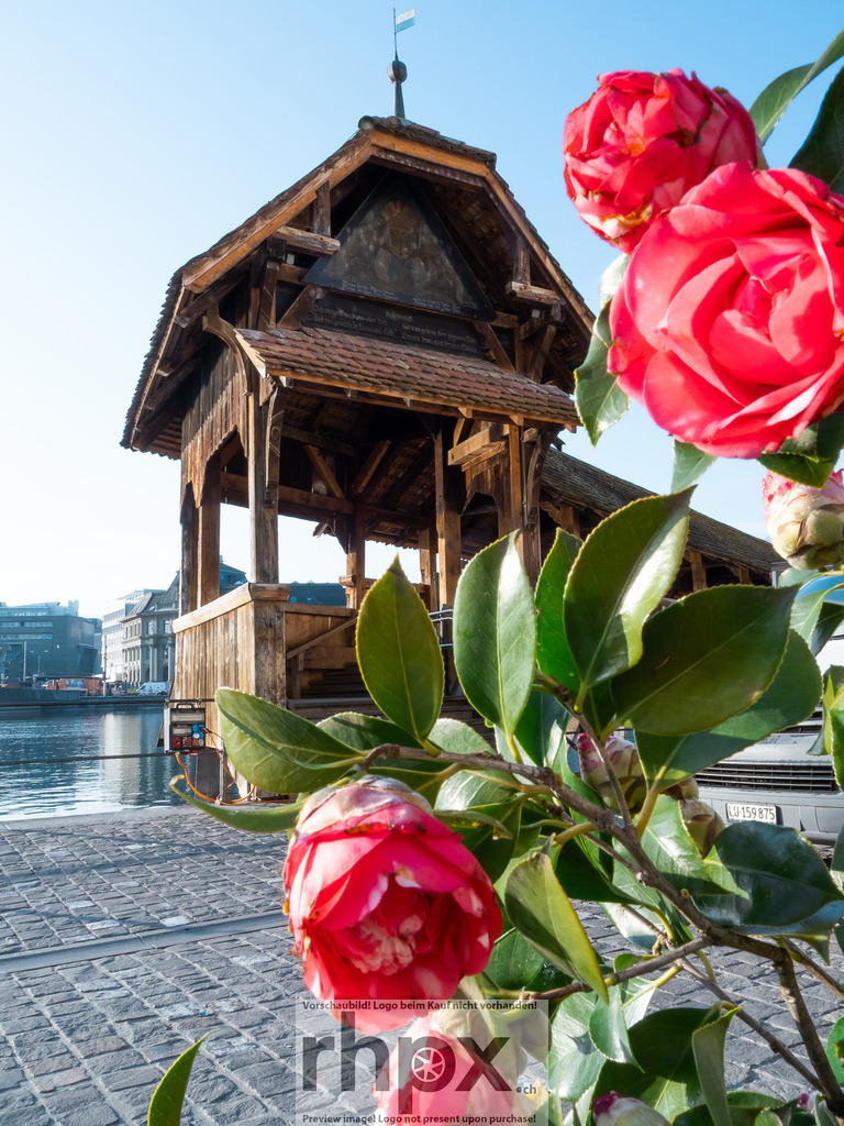 Erste Fruehlingsboten in Luzern 2026 | Stimmungsvolle Fotokunst aus Luzern. Erlebe den Pilatus, den See und die Stadt Luzern in exklusiven Aufnahmen in der Fotogalerie & Shop. - Realisiert mit Pictrs.com