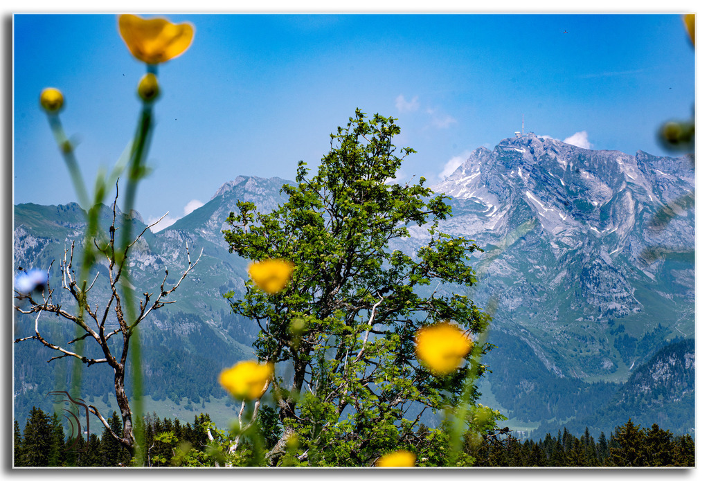 Im Fokus | Holzisphotography, Landschaftsfotografie, Wildlifefotogorafie - Realisiert mit Pictrs.com