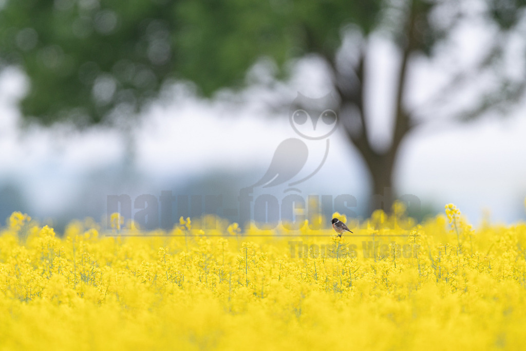 R6M35622_20260507 | Ein männliches Schwarzkehlchen (Saxicola rubicola) sitzt auf einer gelben Rapspflanze in einem blühenden Feld. Im unscharfen Hintergrund sind ein grüner Baum und ein heller Himmel zu sehen. - Realisiert mit Pictrs.com