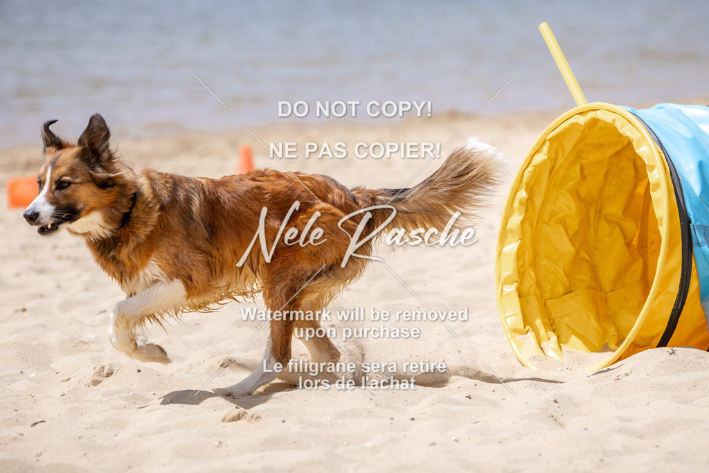 NR__2462 | nelerasche