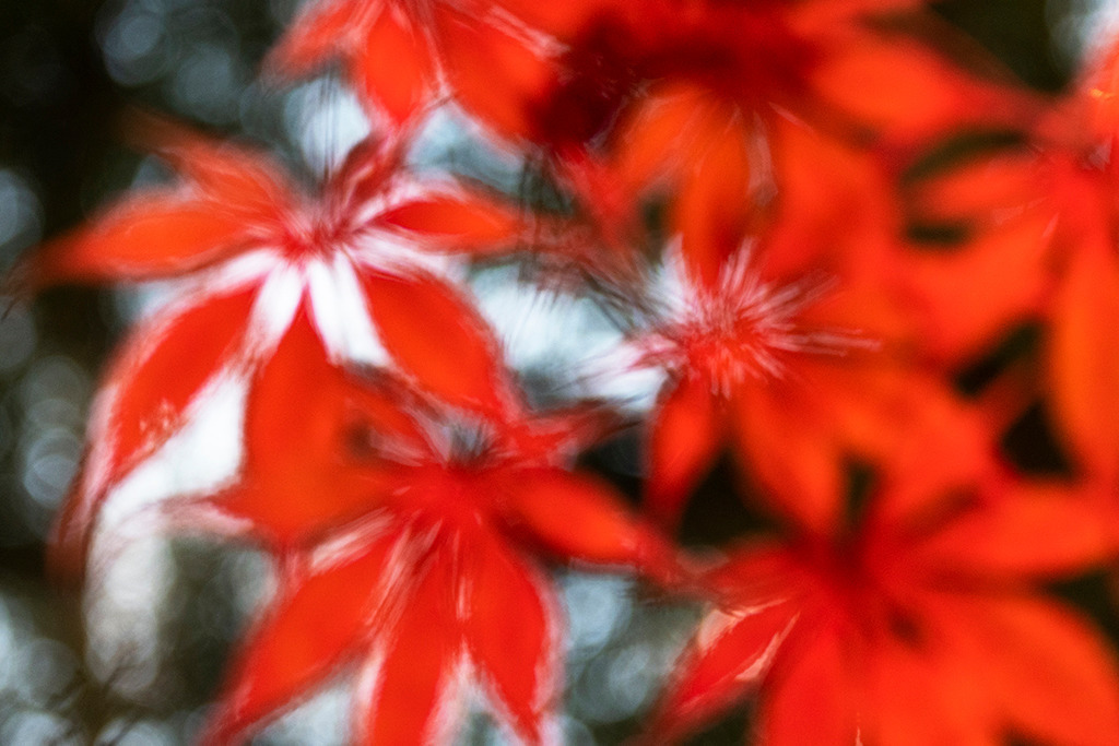 Laub eines japanischen Ahorns in herbstlichen Rottönen | Best. Nr. d_2021_11_0231 - Realisiert mit Pictrs.com