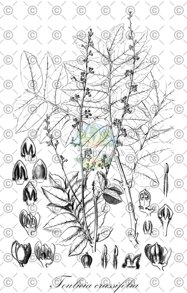 HistAbb_wfo-0000068347_1_ENZY_Simple | Historische Abbildung von Toulicia crassifolia - Sapindaceae | Historical Illustration of Toulicia crassifolia - Sapindaceae
