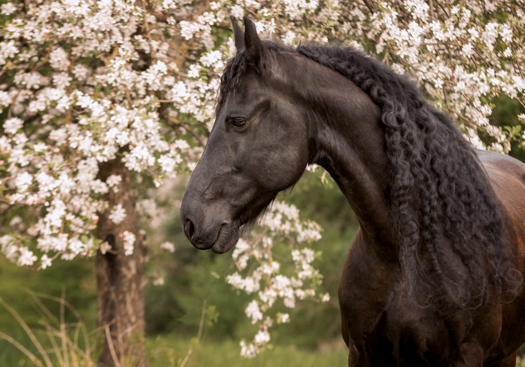 Z2.1 | Emotionale Pferde- & People-Fotografie rund um Heidelberg, Leimen & Umgebung. Natürliche Fotos von Pferd, Mensch & Familie. Jetzt Termin sichern!