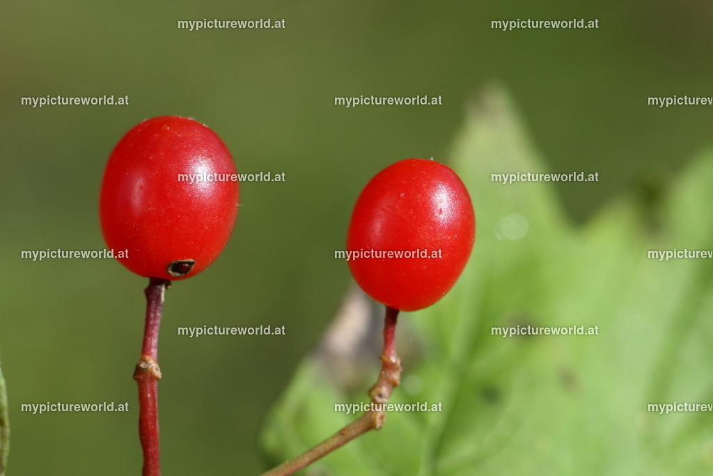 Wasser-Schneeball-030 | Das Bilderarchiv über Tiere, Planzen und Landschaften. In der Bilddatenbank finden Sie ein große Auswahl an hochwertigen Bilder für Ihre Werbung - Realisiert mit Pictrs.com