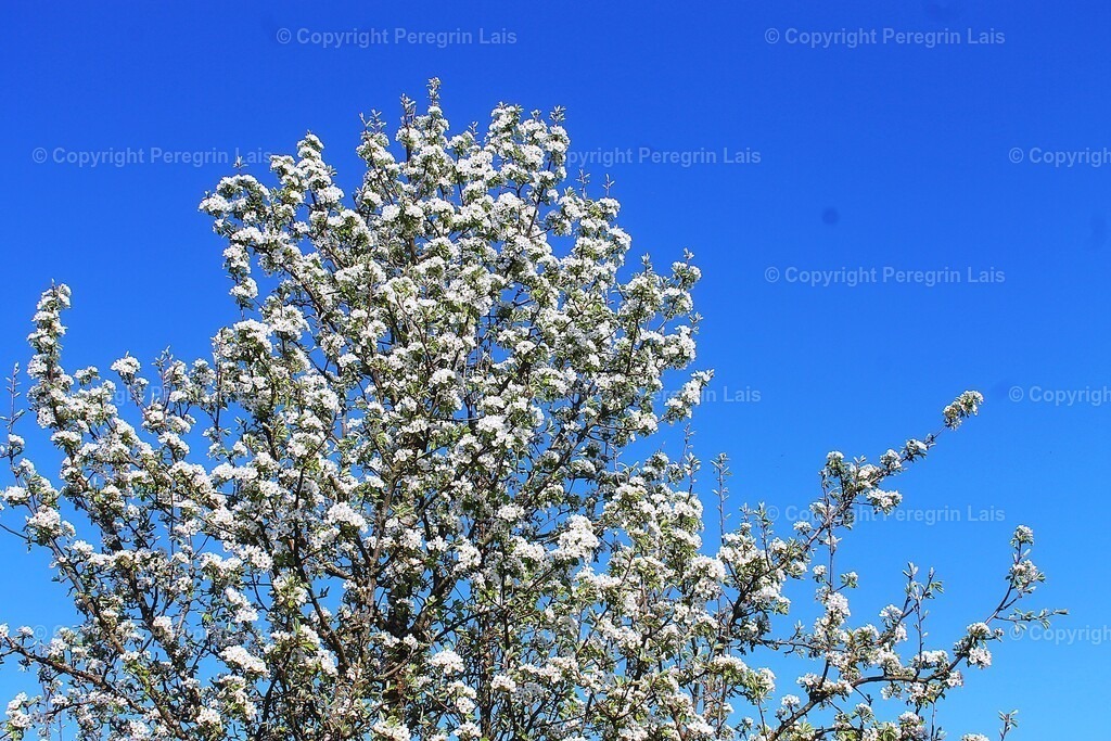 IMG_2850 | Fotografiert von Peregrin Lais. Bilder anschauen, 
Formate auswählen und bestellen. - Realisiert mit Pictrs.com