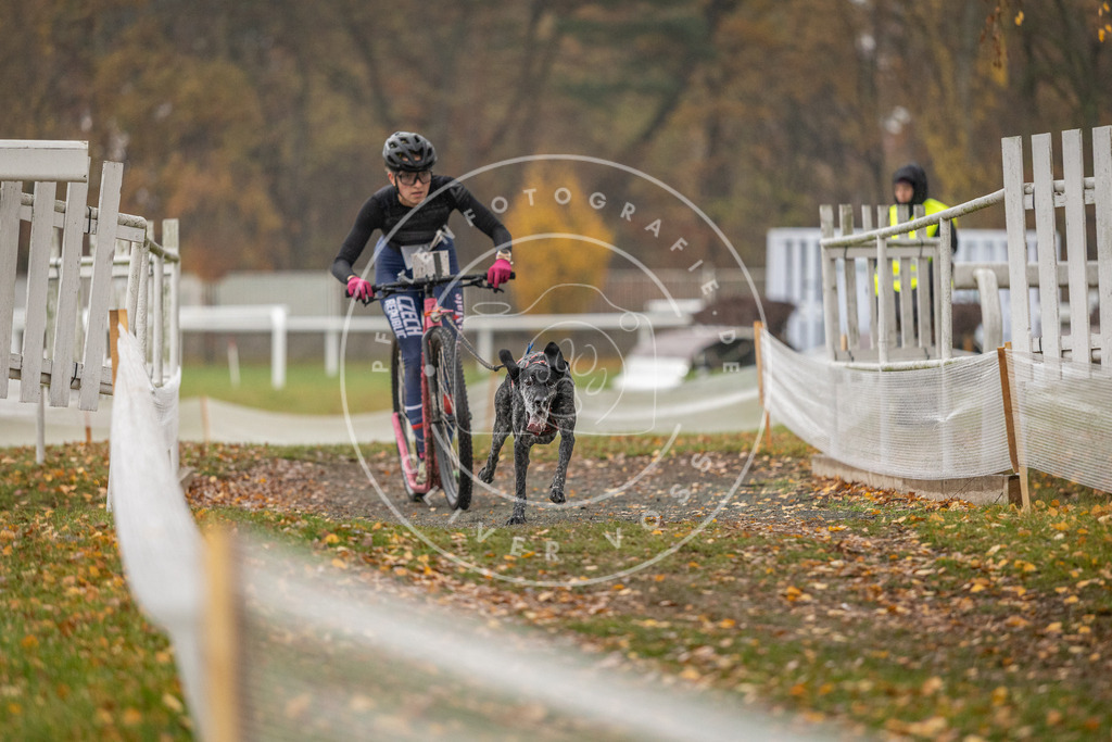 CaniXpix_DV3A7887 | Hundefotografie, Tierfotograf, Pfotenfotografie, Fotoshooting Hund, Hunde Portrait, Hundesport, Hundeportraits, Heideshooting, Hunde, Sportfotograf, Hundefotograf, Turnierhundsport, THS,  - Realisiert mit Pictrs.com