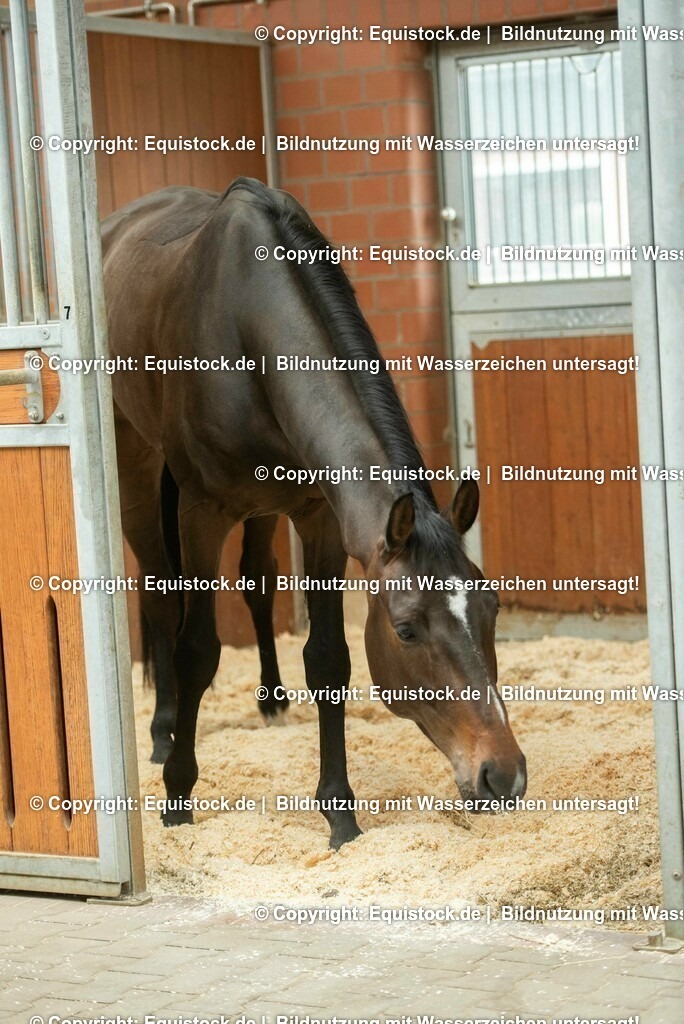 20190409_Einstreu_in_Pferdebox_0031 | Foto: Thomas Hartig