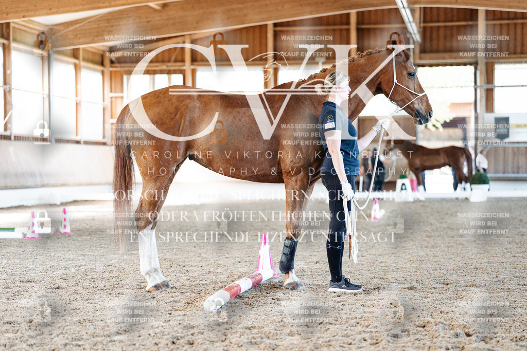 CK906096 | Turnierfotografie Pferdefotografie Trier Rheinland-Pfalz Pferdesport Reitsport Tierfotografie Sportfotografie Pferdevideo Pferdevideografie Equestrianvideography equestrianphotography  - Realisiert mit Pictrs.com
