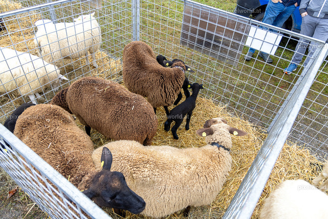 SchaZie-Tag Feldkirchen | Bildershop von pixelworld.at - Realisiert mit Pictrs.com
