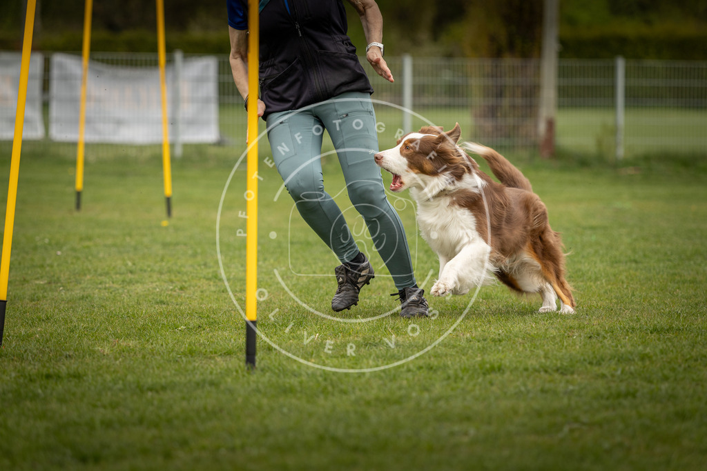 Pfotenfotografie_DV3A7459 | Hundefotografie, Tierfotograf, Pfotenfotografie, Fotoshooting Hund, Hunde Portrait, Hundesport, Hundeportraits, Heideshooting, Hunde, Sportfotograf, Hundefotograf, Turnierhundsport, THS,  - Realisiert mit Pictrs.com