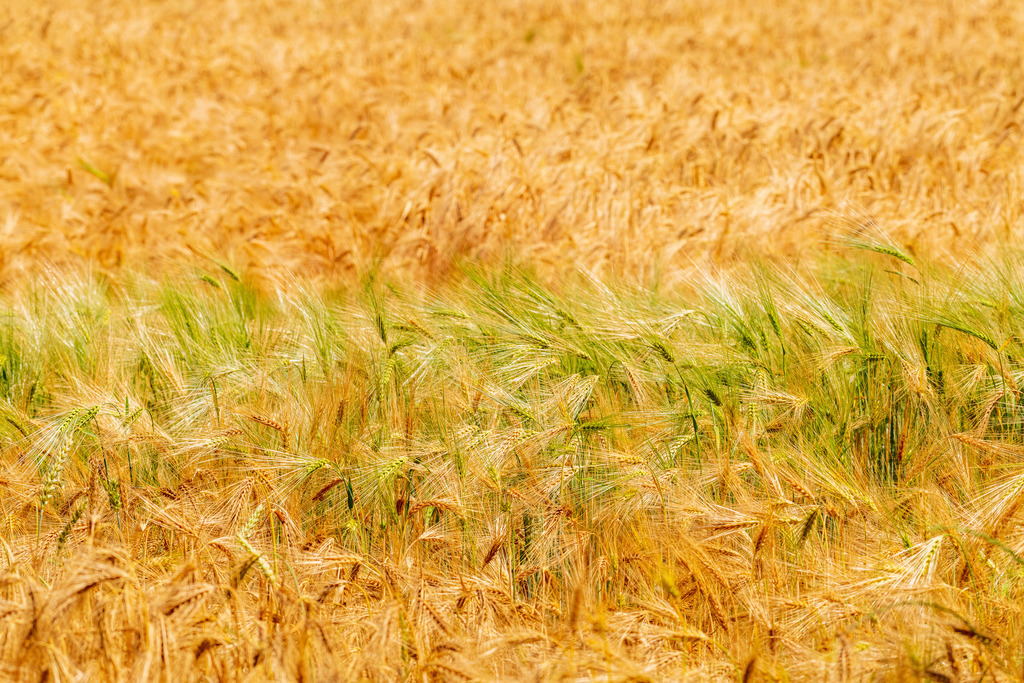 2022_06_30_KORNFELD_MCP0260 | Hochwertig gedruckte Fotografien für die Wand, als Kalender und zum Verschenken. Hamburg & Norddeutschland und überall wo ich mit der Kamera unterwegs war.
