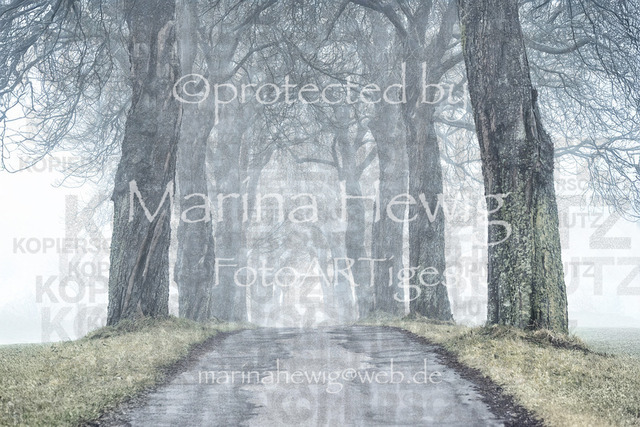 Kastanienallee Nebel-8738Marina Hewig_MarinaHewig | Fotografie, FotoArt, PferdesportArt, Pferdesportfotografie, Landschaftsfotografie, Reisefotografie, Reise, Pferde - Realisiert mit Pictrs.com