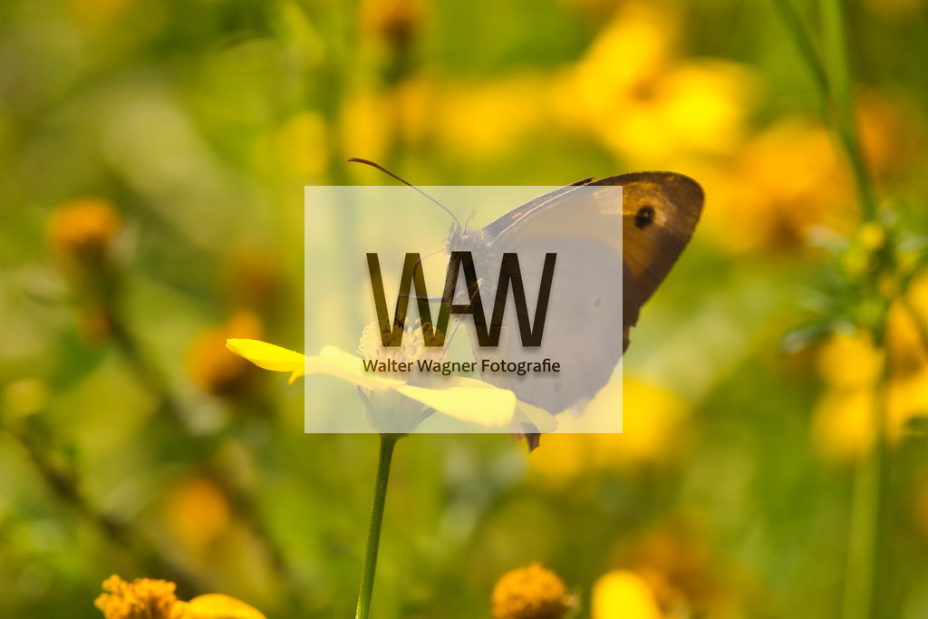 Ochsenauge | walter-wagner-fotografie