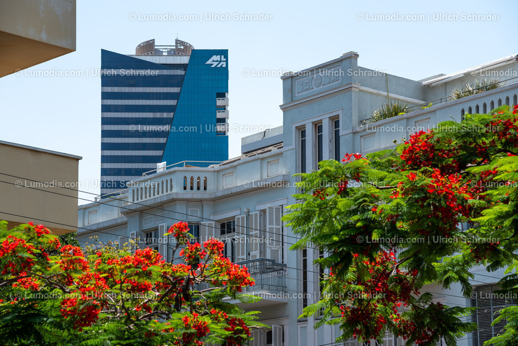 10972-10146 - Tel Aviv - Rothschild Boulevard | Stockfoto und Bilderpool mit Bildmaterial aus Deutschland, dem Harz, Halberstadt, Quedlinburg, Wernigerode und weltweit. Qualitativ hochwertige und professionelle Fotos anschauen und kaufen. - Realisiert mit Pictrs.com
