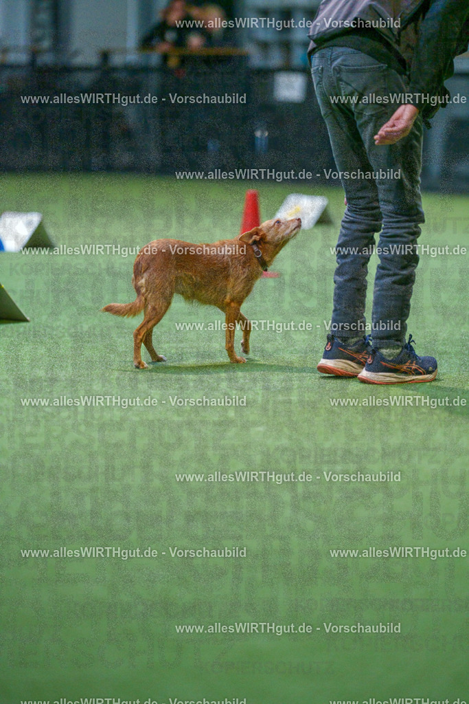 7R502631 | Professionelle Tierfotografie in Mönchengladbach von Daniel Wirth (allesWIRTHgut). Liebevolle & natürliche Bilder von Hunden & Katzen für unvergessliche Erinnerungen.