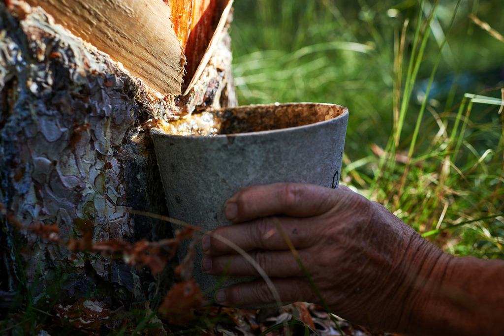 Pecher Gerhold Wöhrer | Matzendorf-Hölles, Austria - July 04, 2019: Pecherpfad in Hölles mit Pecher Gerhold Wöhrer; eingesetzter Pechbecher. - Realisiert mit Pictrs.com