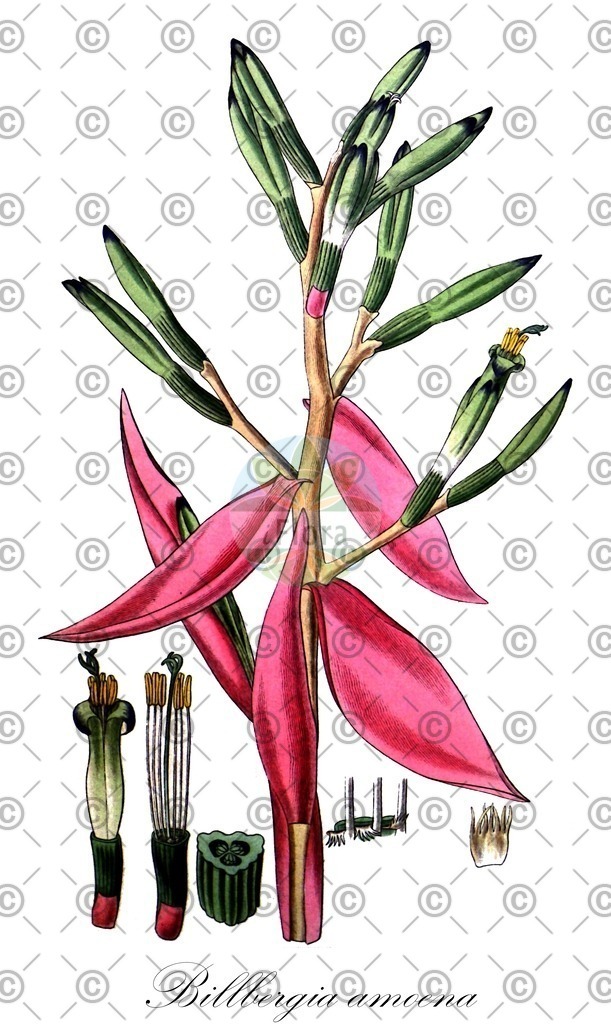 HistAbb_wfo-0000565531_1_ENZY_Simple | Historische Abbildung von Billbergia amoena - Bromeliaceae | Historical Illustration of Billbergia amoena - Bromeliaceae