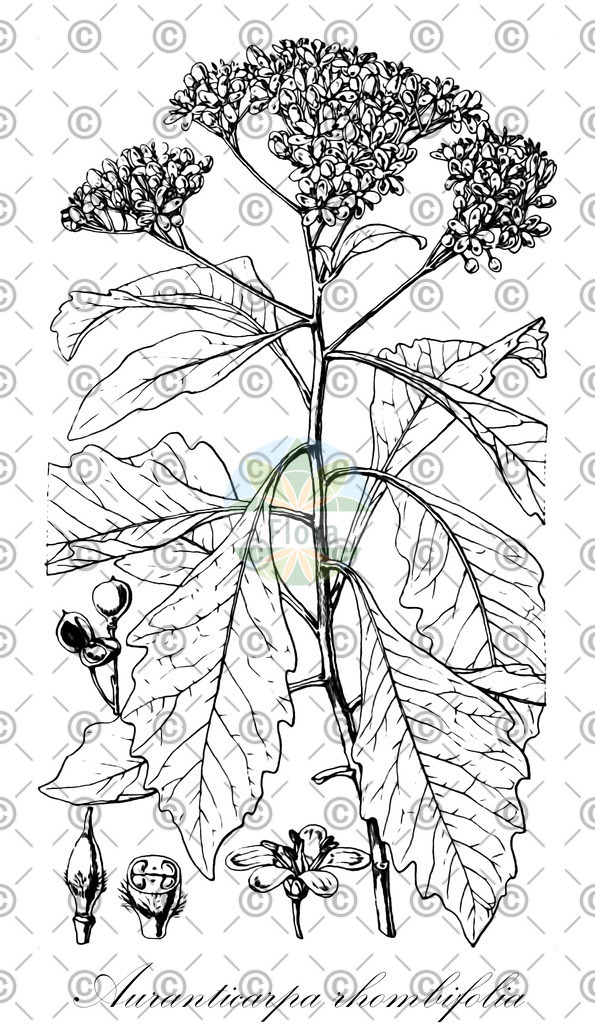 HistAbb_wfo-0000557084_1_ENZY_Simple | Historische Abbildung von Auranticarpa rhombifolia - Pittosporaceae | Historical Illustration of Auranticarpa rhombifolia - Pittosporaceae