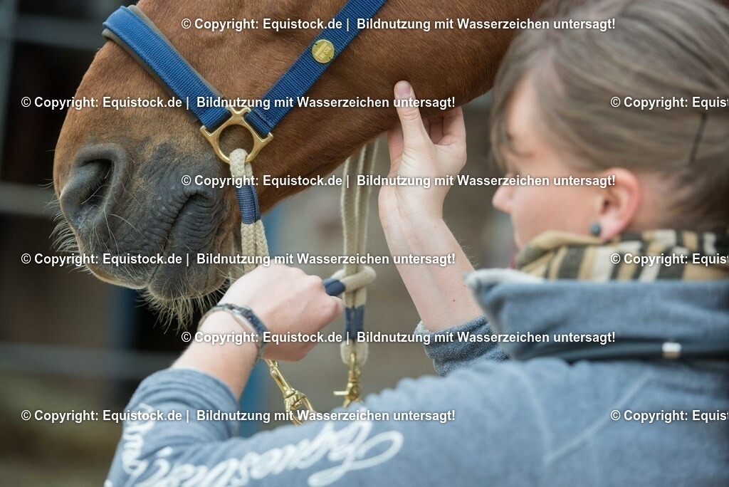 20180516_Vitalfunktionen_Pferd_0008 | equistock