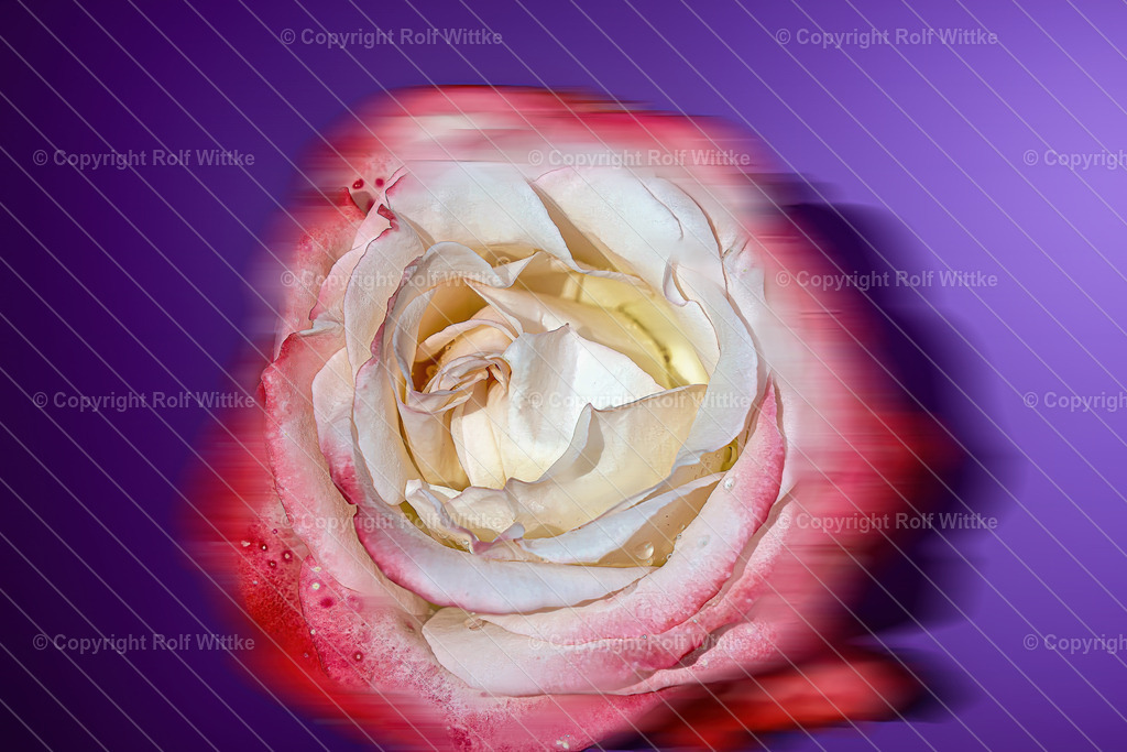 rose2.3 | abstrakte Fotoaufnahme einer Rose - Realisiert mit Pictrs.com