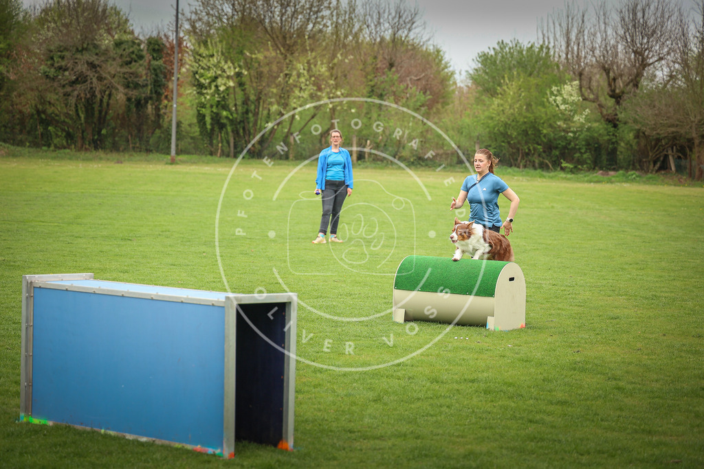 Pfotenfotografie_0L8A9742 | Hundefotografie, Tierfotograf, Pfotenfotografie, Fotoshooting Hund, Hunde Portrait, Hundesport, Hundeportraits, Heideshooting, Hunde, Sportfotograf, Hundefotograf, Turnierhundsport, THS,  - Realisiert mit Pictrs.com