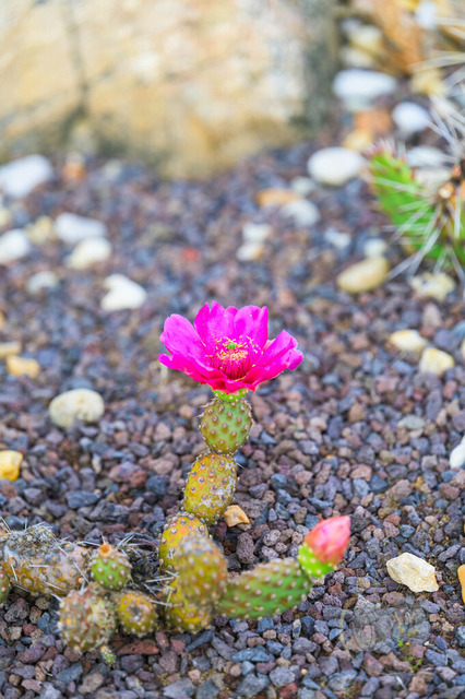 Kaktus mit Blüte im Findlingspark Nochten | Shop für Prints Landschaftsfotografie Sächsische Schweiz Naturfotografie in Thüringen Fotos vom Findlingspark Nochten Kloster Sankt Marienstern Bilder Festung Königstein PanoramaRhododendronpark Kromlau FotogalerSchleswig-Holstein Küstenlandschaften
