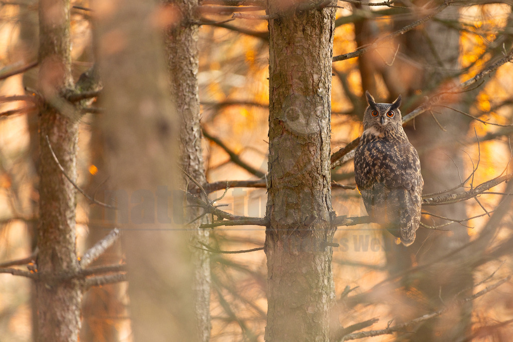 R5NF0953_20241201 | Der Uhu ist kein Lebensraum-Spezialist. Optimale Lebensräume beinhalten jedoch Felsen mit freiem Anflug für die Horstanlage, nicht zu große Wälder als Tageseinstand, wo sie Schutz suchen können, Freiflächen und ganzjährig eisfreie Gewässer als bevorzugtes Jagdgebiet. In nahrungsreichen Lebensräumen erreicht der Uhu bei entsprechend günstiger Verteilung von potentiellen Felsbrutplätzen (z.B. in der Eifel) eine hohe Dichte. - Realisiert mit Pictrs.com