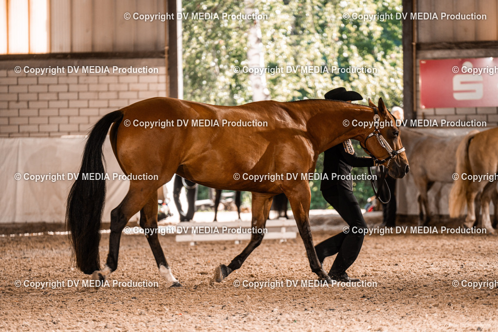 ZH100049 | dv-media-shop - Realisiert mit Pictrs.com