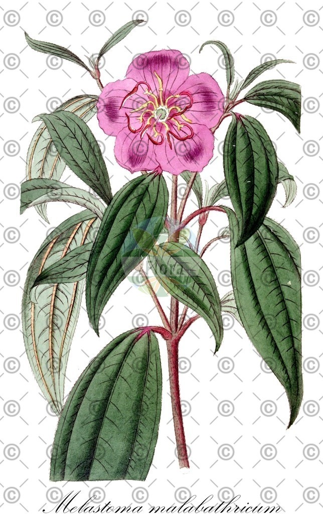 HistAbb_wfo-0001141226_1_ENZY_Simple | Historische Abbildung von Melastoma malabathricum - Melastomataceae | Historical Illustration of Melastoma malabathricum - Melastomataceae