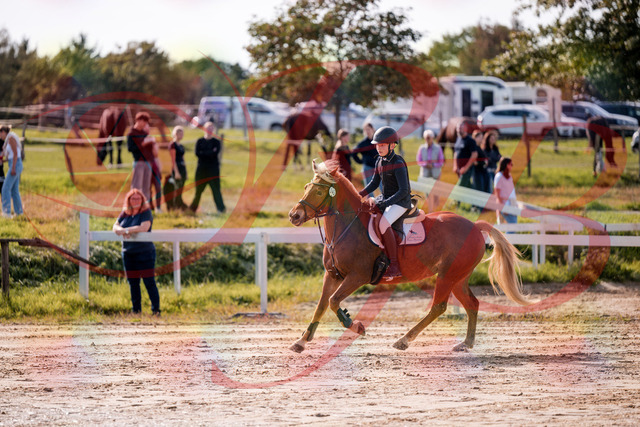 2026_10_03_Siefer-Hof_144702_Z81_23514428 | Professionelle Reitsport-, Turnier- und Eventfotografie von Robert Broda. Galerien mit ausgewählten und bearbeiteten Bildern direkt online ansehen und bestellen.