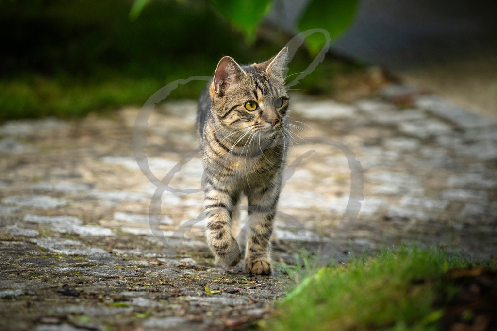 _DSC2454 | sebastiandoebroessy - Realisiert mit Pictrs.com