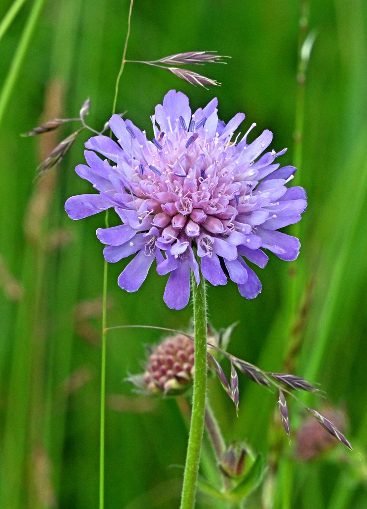Acker-Witwenblume02h | lucisnaturbilder - Realisiert mit Pictrs.com