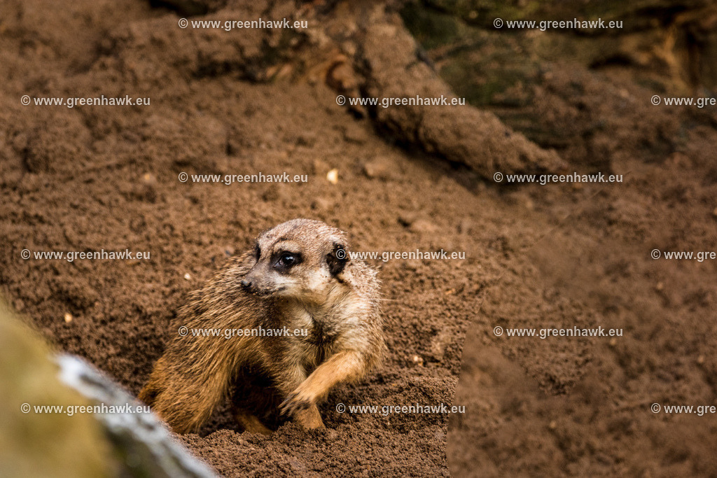 IMG_8531-Bearbeitet | Greenhawks Bilder Shop für Landschaften, Urban, Tiere und weiteres als Poster Leinwand oder Fotogeschenk für Ostern Weihnachten oder Geburtstag  - Realisiert mit Pictrs.com