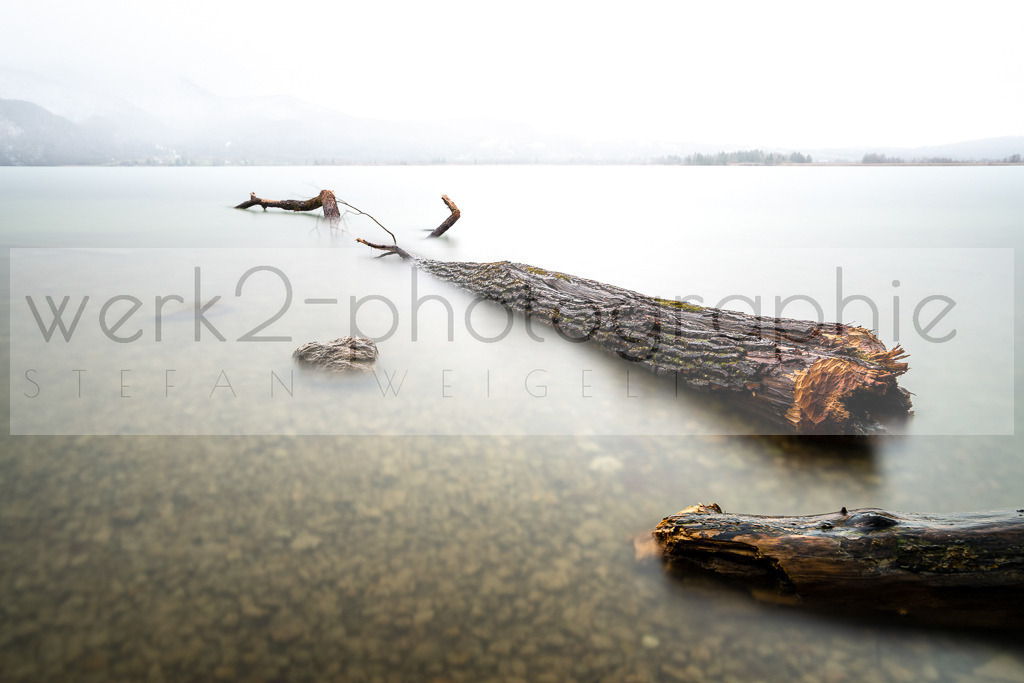 Kochelsee V | Der Biber hat ganze Arbeit geleistet.
