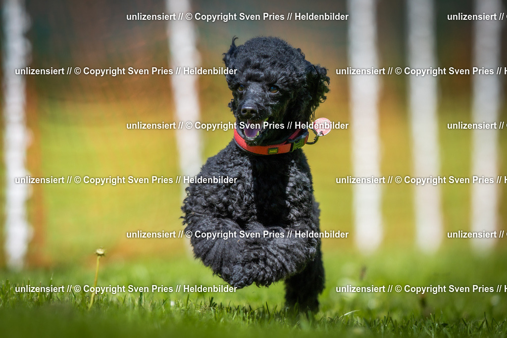 Hunderennen_April_2026_512 | 2026-04-26 - Hunderennen Baden-Oos April 2026 - Realisiert mit Pictrs.com
