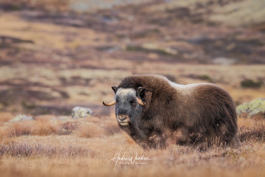 Der Blick zurück | Andre Wandrei - Nature Artworx - Realisiert mit Pictrs.com