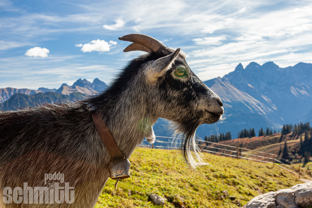 PS-Tiere-2026-11 | Entdecke die größte Bildgalerie der Region mit Fotografien aus dem Allgäu, der Bodenseeregion, Oberschwaben, dem Donautal und der Schwäbischen Alb. Landschaften, Luftaufnahmen und Reisefotografie als Wandbild und Fotokunst. - Realisiert mit Pictrs.com