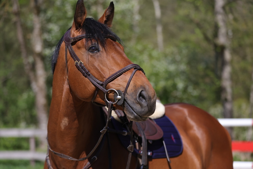 0P6A8082 | Willkommen bei Brunnmayr - Design & Fotografie – Ihrem Spezialisten für Reitturniere und Pferdeveranstaltungen in Oberösterreich, Salzburg und Bayern! Seit über 17 Jahren sind wir leidenschaftlich dabei.
