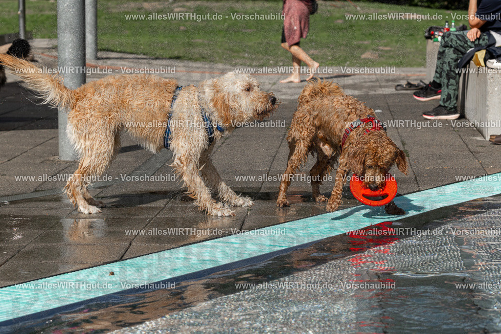 Hundeschwimmen_Volksbad_2026-allesWIRTHgut_Tierfotografie-2609061533-FAY07277 | Professionelle Tierfotografie in Mönchengladbach von Daniel Wirth (allesWIRTHgut). Liebevolle & natürliche Bilder von Hunden & Katzen für unvergessliche Erinnerungen.