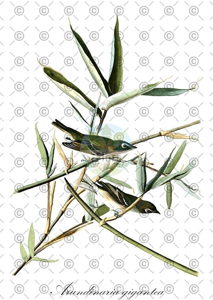 HistAbb_wfo-0000850752_1_ENZY_Simple | Historische Abbildung von Arundinaria gigantea - Poaceae | Historical Illustration of Arundinaria gigantea - Poaceae (giant cane)