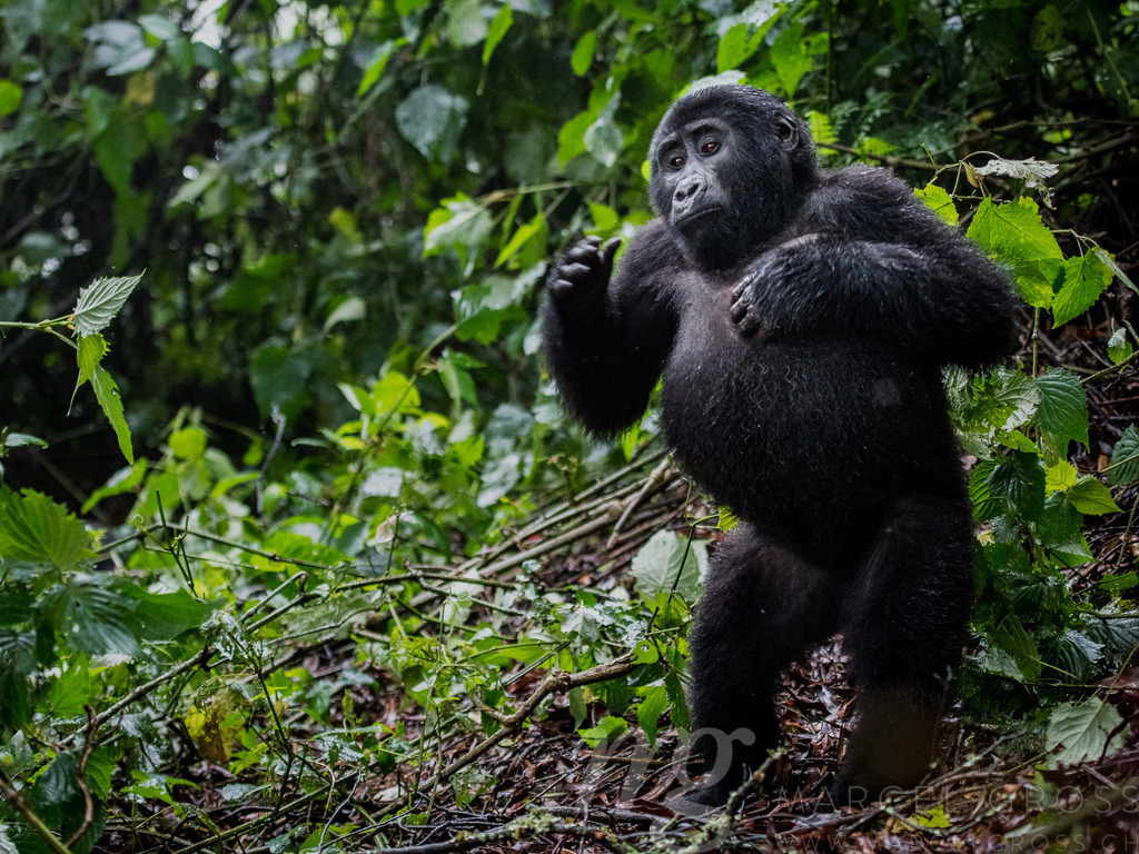 breast drumming of a young gorilla in Bwindi Impenetrable National Park, Uganda | breast drumming of a young gorilla in Bwindi Impenetrable National Park, Uganda - Realisiert mit Pictrs.com