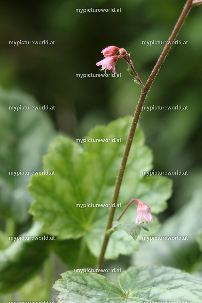 Purpurglöckchen-005 | Das Bilderarchiv über Tiere, Planzen und Landschaften. In der Bilddatenbank finden Sie ein große Auswahl an hochwertigen Bilder für Ihre Werbung - Realisiert mit Pictrs.com
