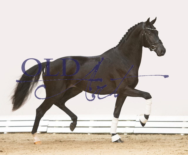 43 NLD003202108625 Bordeaux - Galaxie - Vivaldi | <meta name="description" content="★Offizieller Merchandise und Foto-/Videostore des Oldenburger Verbandes.★ ✅Jetzt auch digital Ausdrucke erhältlich." />
<meta name="keywords" content="Merchandise Foto-/Videostore Oldenburger Verband Photographie 