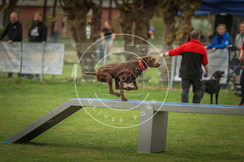Pfotenfotografie_0L8A1945 | Hundefotografie, Tierfotograf, Pfotenfotografie, Fotoshooting Hund, Hunde Portrait, Hundesport, Hundeportraits, Heideshooting, Hunde, Sportfotograf, Hundefotograf, Turnierhundsport, THS,  - Realisiert mit Pictrs.com