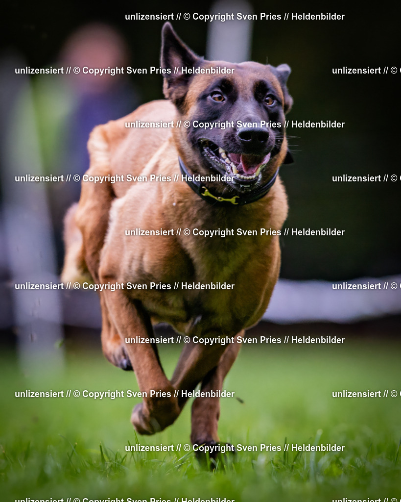 Sven Pries | 2024-10-19 - Hunderennen Ober-Grombach - Realisiert mit Pictrs.com