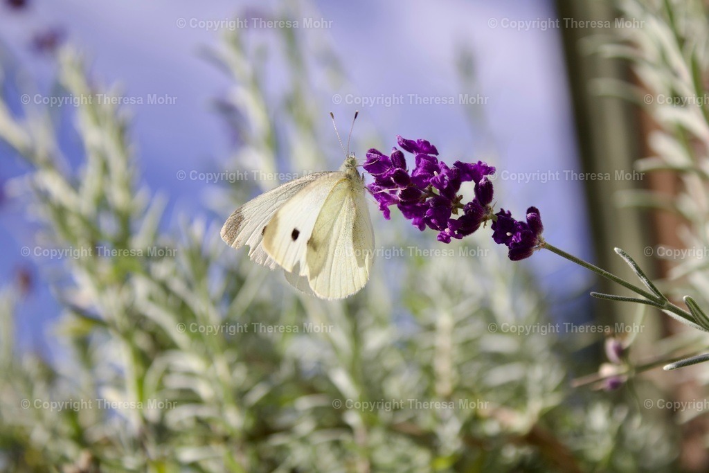 IMG_5917 | Naturpuls - Realisiert mit Pictrs.com