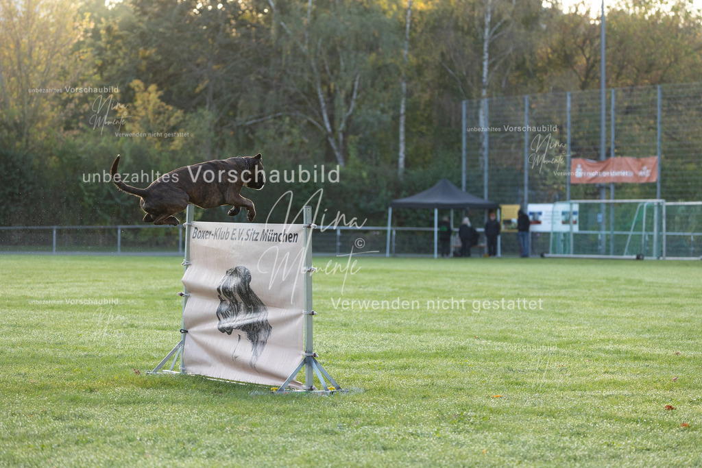 _16A5944 | Einzigartige Fotos von Hunden & Menschen –Actionfotos, Portraits, Vereinsaufnahmen & Paarshootings – authentisch, lebendig & mit Herz.