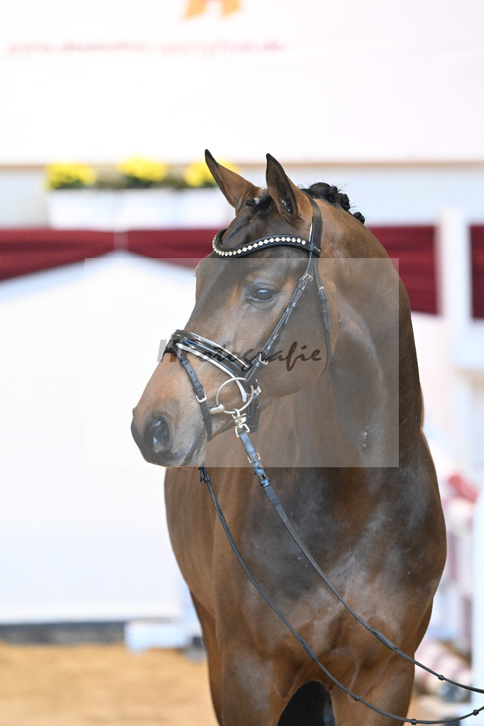 Kat-Nr. 60 v. Zinedream_Schreder_66221353 | hf-fotografie - Realisiert mit Pictrs.com