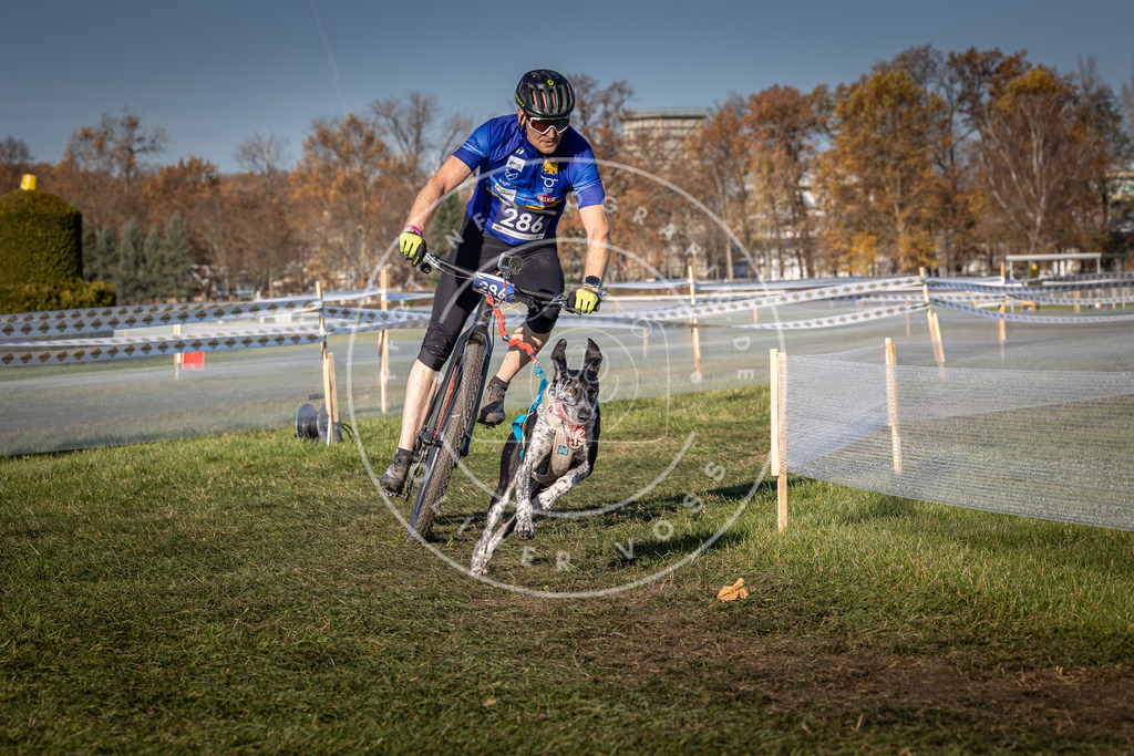 CaniXpix_0L8A5303 | Hundefotografie, Tierfotograf, Pfotenfotografie, Fotoshooting Hund, Hunde Portrait, Hundesport, Hundeportraits, Heideshooting, Hunde, Sportfotograf, Hundefotograf, Turnierhundsport, THS,  - Realisiert mit Pictrs.com