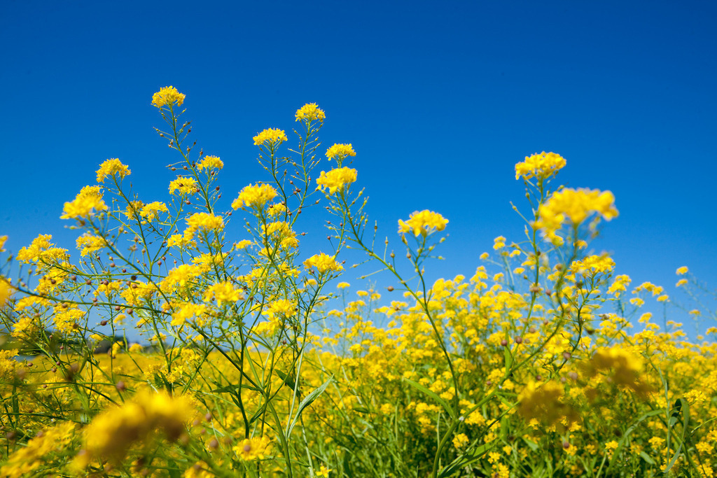 210613-009 | Europa, DEU, Deutschland, Nordrhein-Westfalen, Niederrhein, Duisburg, Rheinaue Walsum, Vegetation, Gelbe Blueten, Natur, Umwelt, Landschaft, Jahreszeiten, Stimmungen, Landschaftsfotografie, Landschaften, Landschaftsphoto, Landschaftsphotographie, 

[Fuer die Nutzung gelten die jeweils gueltigen Allgemeinen Liefer-und Geschaeftsbedingungen. Nutzung nur gegen Verwendungsmeldung und Nachweis. Download der AGB unter http://www.image-box.com oder werden auf Anfrage zugesendet. Freigabe ist vorher erforderlich. Jede Nutzung des Fotos ist honorarpflichtig gemaess derzeit gueltiger MFM Liste - Kontakt, Uwe Schmid-Fotografie, Duisburg, Tel. (+49).2065.677997, ..archiv@image-box.com, www.image-box.com] - Realisiert mit Pictrs.com